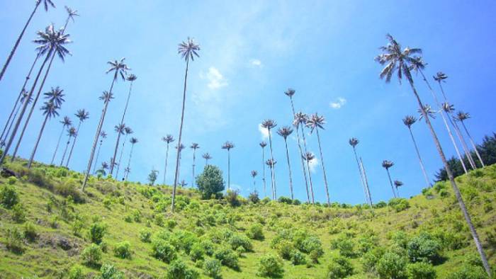 5 destinos recomendados para visitar en el Eje Cafetero