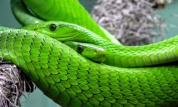 Las serpientes y los mitos
