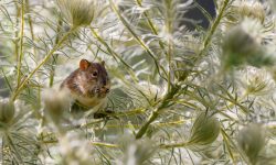 Vida de las ratas